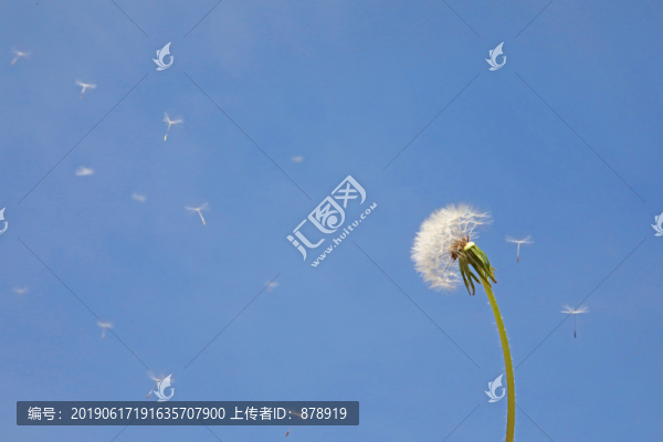 蒲公英