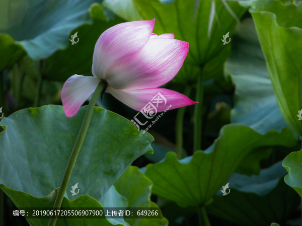 西湖荷花