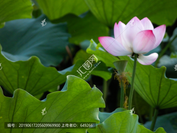 西湖荷花