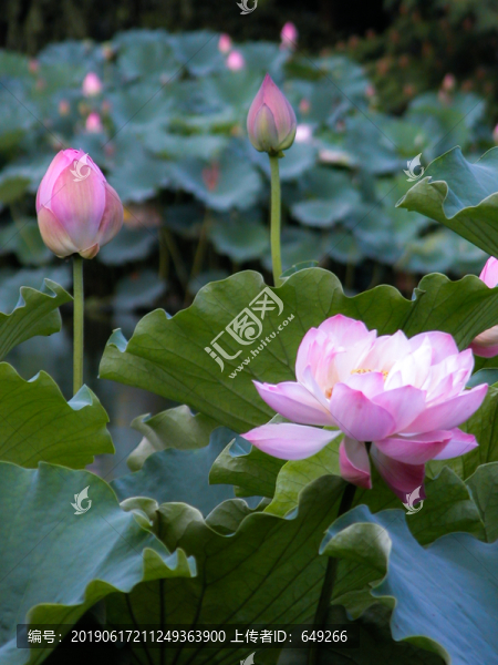 西湖荷花