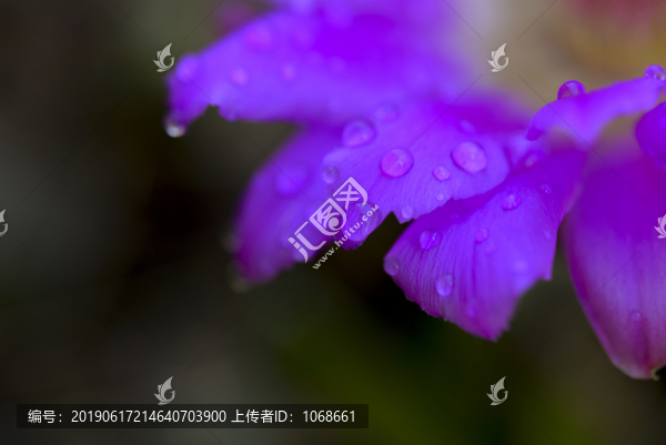 露珠花瓣