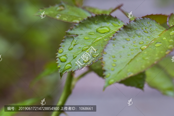 雨中綠葉