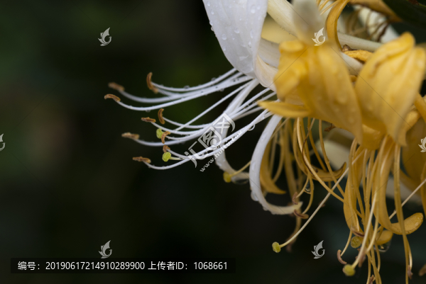 金銀花