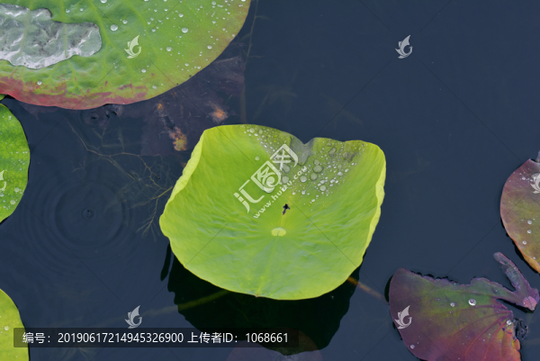荷花葉