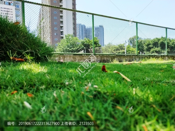 草地