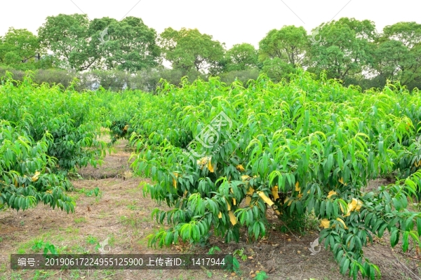 桃園