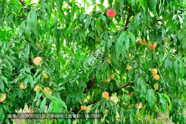 果園的桃樹(shù)-匯圖網(wǎng) www.fosd68.com 果園的桃樹(shù)