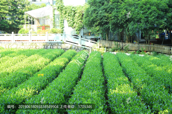 西湖龍井茶園