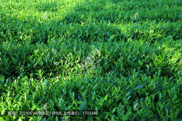 西湖龍井茶園