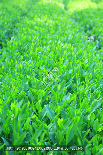 西湖龍井茶園