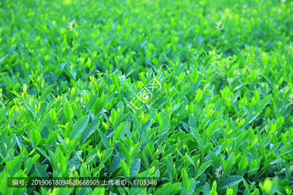 西湖龍井茶園