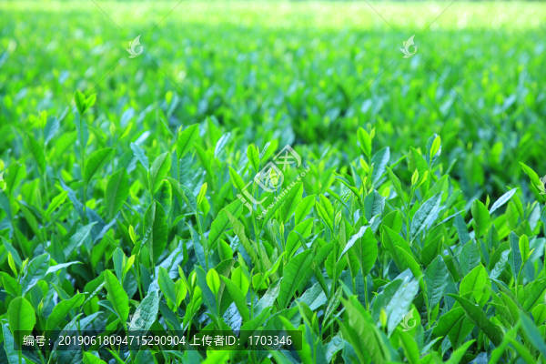 西湖龍井茶園