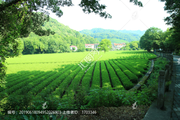 西湖龍井茶園