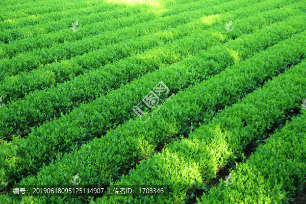 西湖龍井茶園