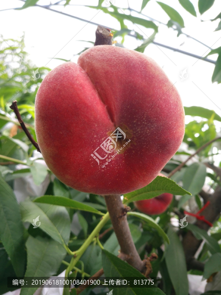 紅蟠桃