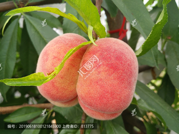蟠桃素材