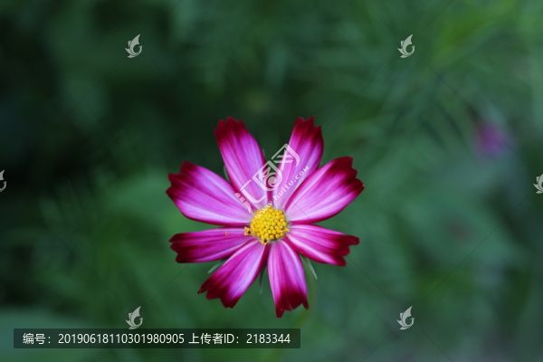 鬼針草花