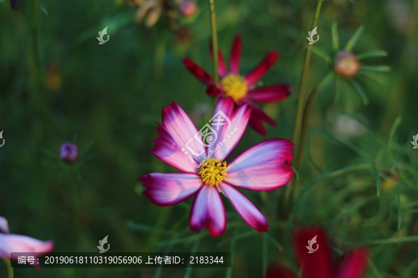 鬼針草花