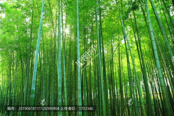 竹林