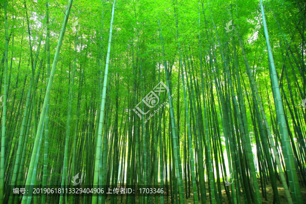 竹林