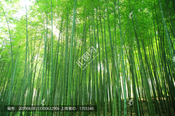 竹林