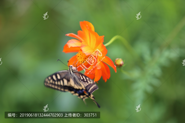 蝴蝶