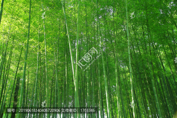 竹林