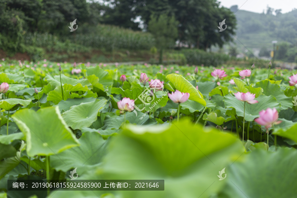 荷花