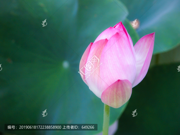 西湖荷花