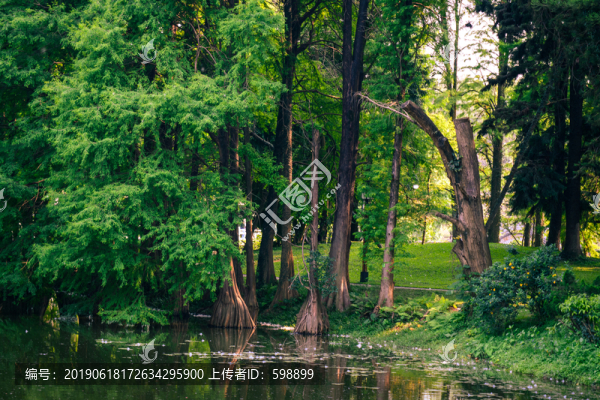 陽光樹林