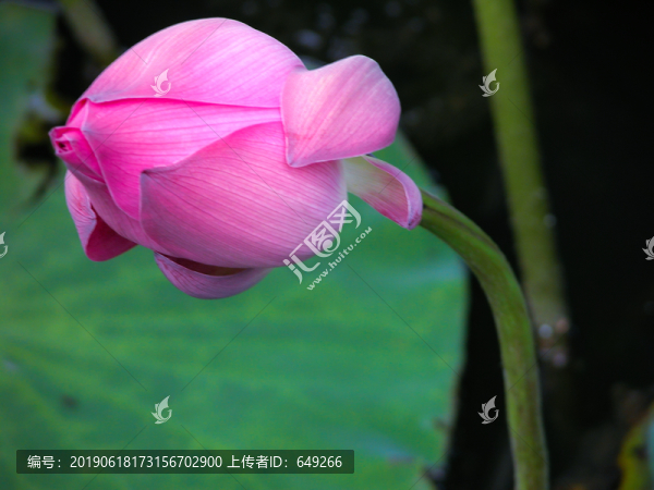 西湖荷花