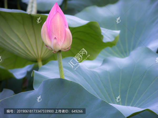 西湖荷花