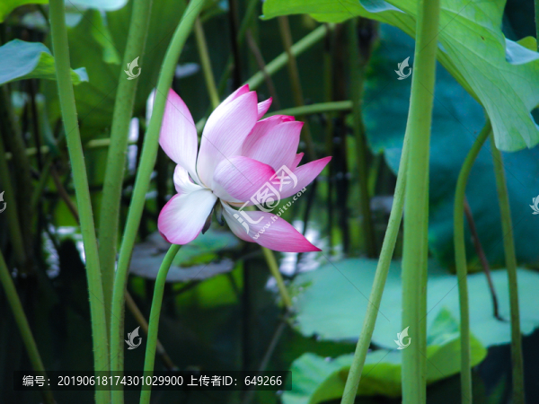 西湖荷花