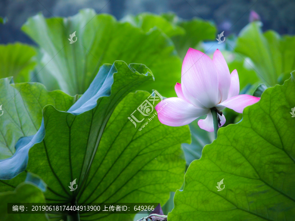 西湖荷花