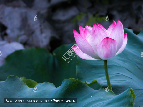 西湖荷花