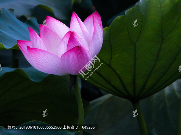 西湖荷花