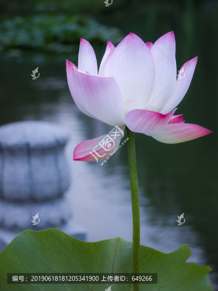 西湖荷花