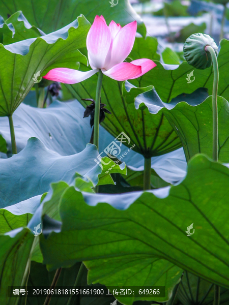 西湖荷花