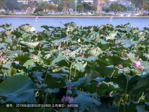 西湖荷花