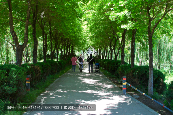 林蔭道