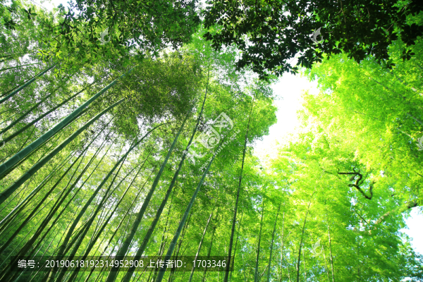 竹林