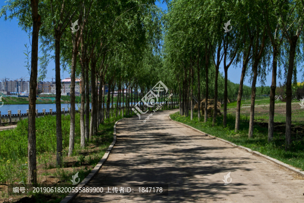 林蔭道