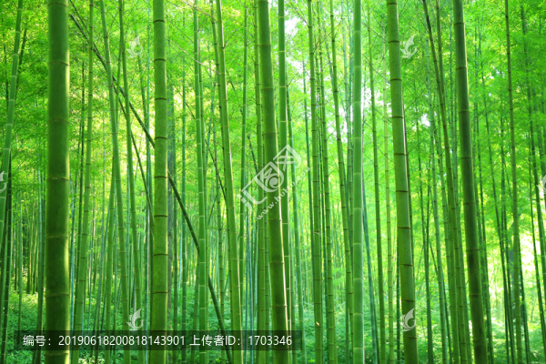 竹林