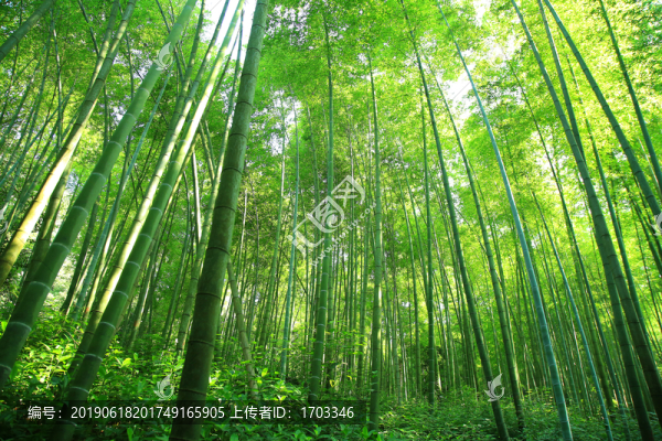 竹林
