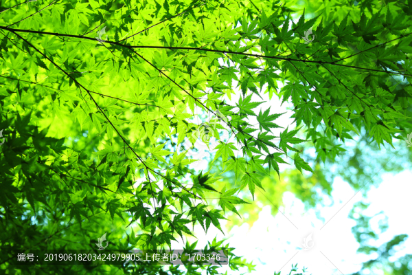 樹(shù)葉背景