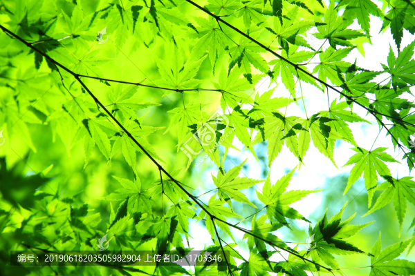 樹葉背景