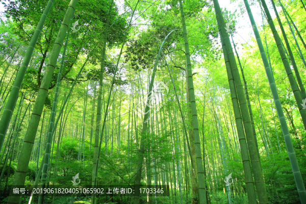 竹林