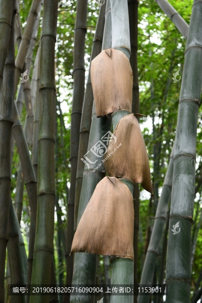 竹子筍殼