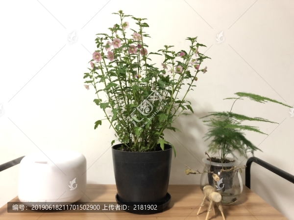 一花一世界