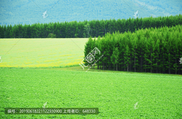 樹林